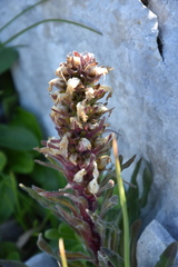 Campanula thyrsoides