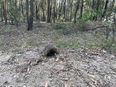 Tachyglossus aculeatus
