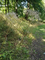 Valeriana officinalis officinalis