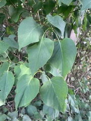 Syringa vulgaris