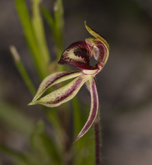 Caladenia cardiochila