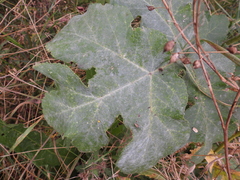 Erysiphe heraclei