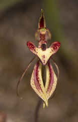 Caladenia cardiochila