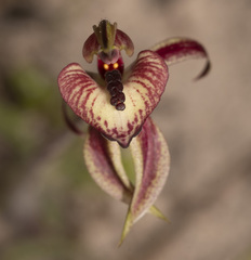 Caladenia cardiochila