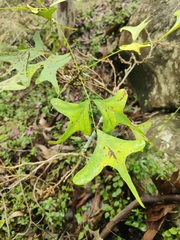 Erythrina vespertilio