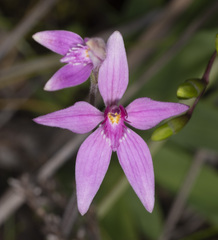 Caladenia latifolia