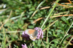 Coenonympha gardetta