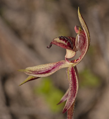 Caladenia cardiochila