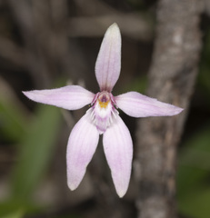 Caladenia latifolia