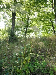 Valeriana officinalis officinalis