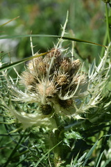 Cirsium spinosissimum