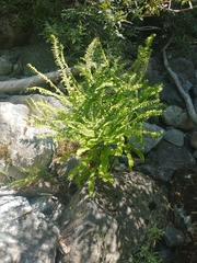 Adiantum aleuticum