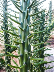 Austrocylindropuntia