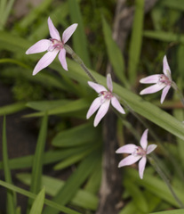 Caladenia latifolia