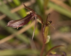 Cyrtostylis robusta