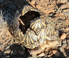 Psammobates tentorius