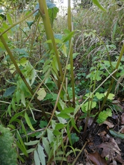 Valeriana officinalis officinalis