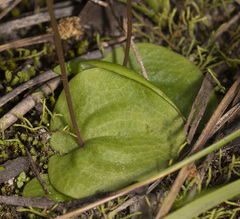 Cyrtostylis robusta