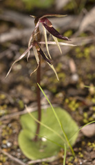 Cyrtostylis robusta