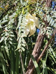 Sesbania formosa