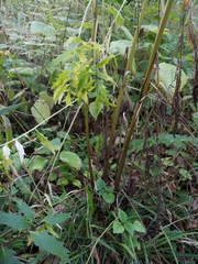 Valeriana officinalis officinalis