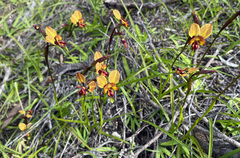 Diuris orientis