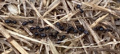 Lasius fuliginosus
