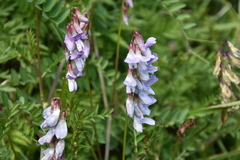 Vicia sylvatica
