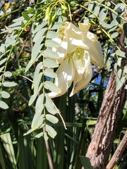 Sesbania formosa