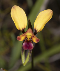 Diuris orientis