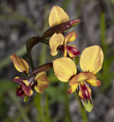 Diuris orientis
