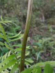 Valeriana officinalis officinalis