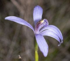 Pheladenia deformis