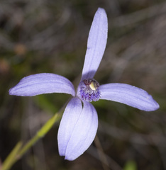 Pheladenia deformis