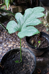 Dorstenia contrajerva