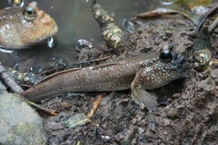 Periophthalmodon schlosseri