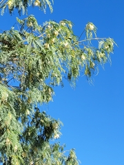 Sesbania formosa
