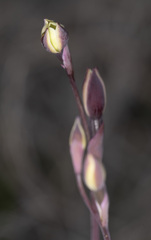 Thelymitra luteocilium