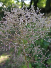 Valeriana officinalis officinalis