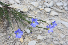 Linum alpinum