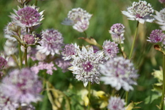 Astrantia major
