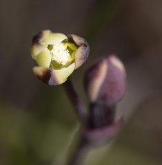 Thelymitra luteocilium
