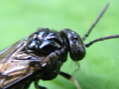 Birka