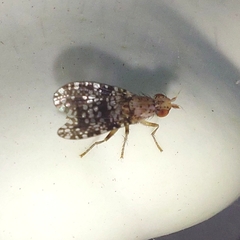 Trypetoptera punctulata