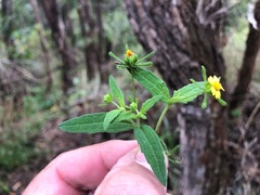 Sigesbeckia orientalis