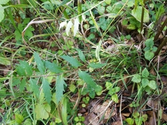 Valeriana officinalis officinalis