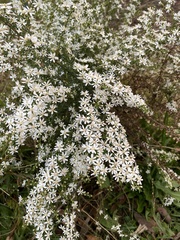 Olearia