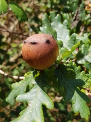 Andricus quercustozae