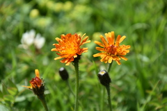 Crepis aurea