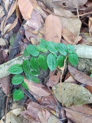 Piperales